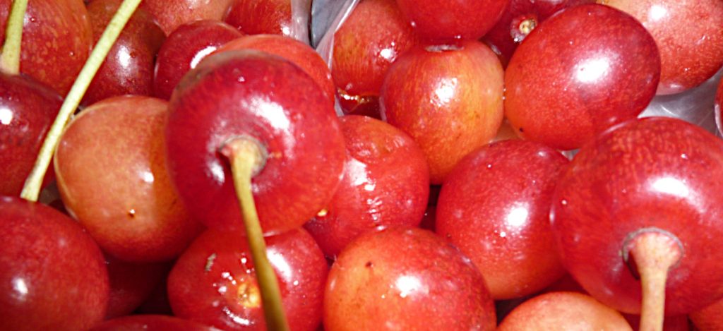 Edible wild plants course